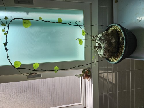 야생에렉타 분양