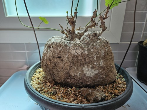 야생에렉타 분양